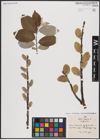 Foto von Salix caprea L.